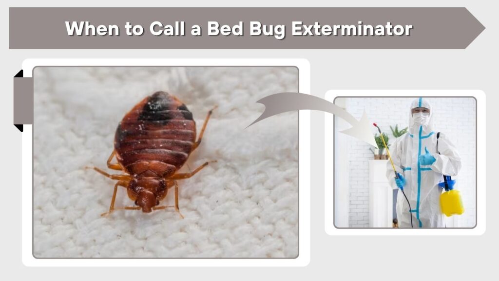 When to Call a Bed Bug Exterminator