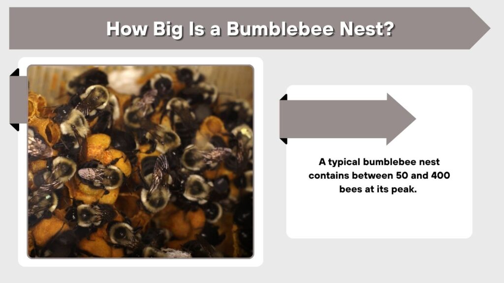 How Big Is a Bumblebee Nest?