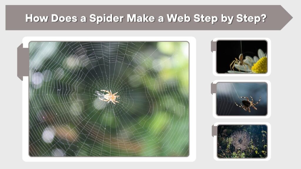 How Does a Spider Make a Web Step by Step?