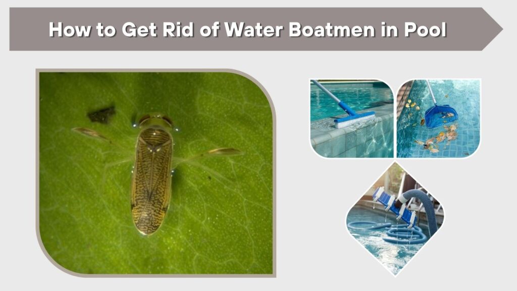 How to Get Rid of Water Boatmen in Pool