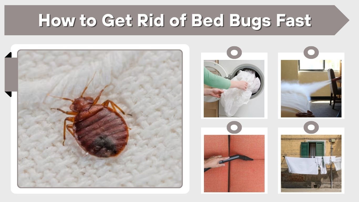 How to Get Rid of Bed Bugs Fast and Permanently