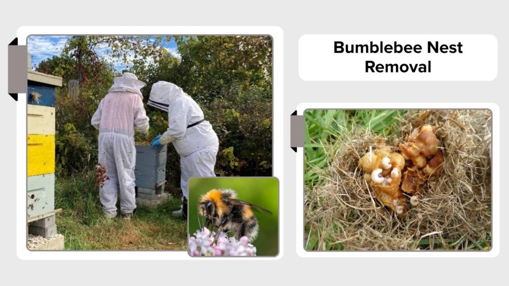 Bumblebee Nest Removal