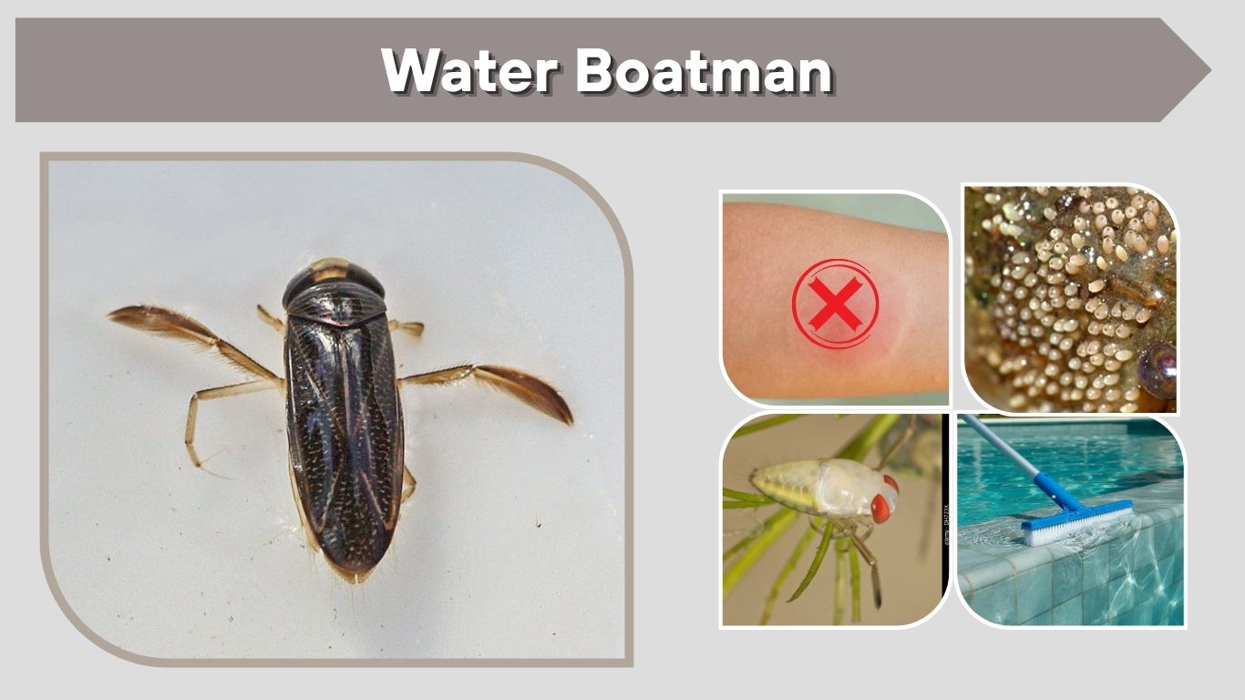 Water Boatman: Identification, Bites and Pool Removal