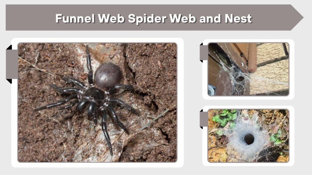Funnel Web Spider Web and Nest