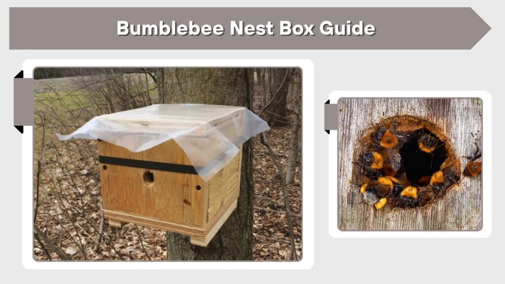 Bumblebee Nest Box Guide