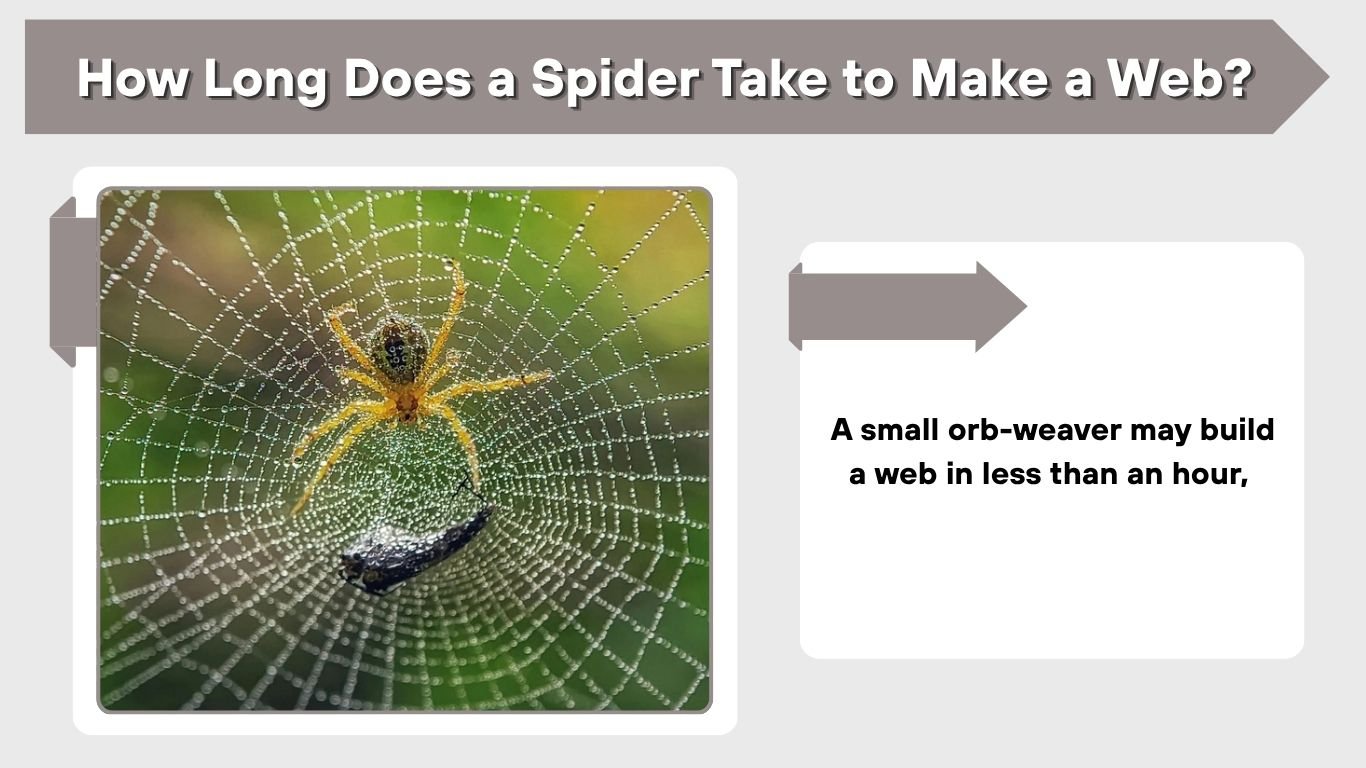 How Does a Spider Make Webs? Step-by-Step Guide