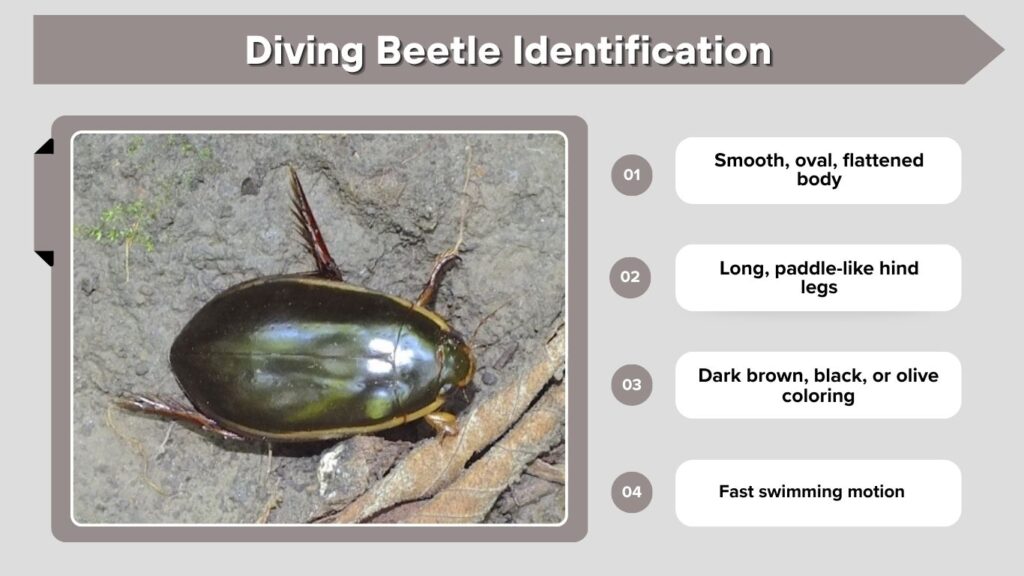 Diving Beetle Identification