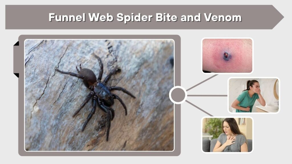 Funnel Web Spider Bite and Venom