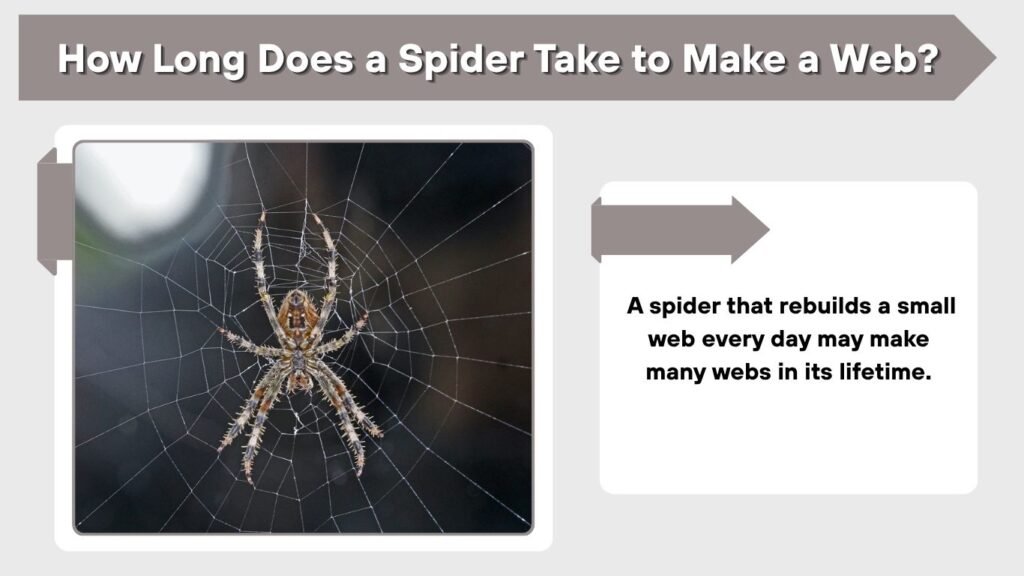 How Long Does a Spider Take to Make a Web?