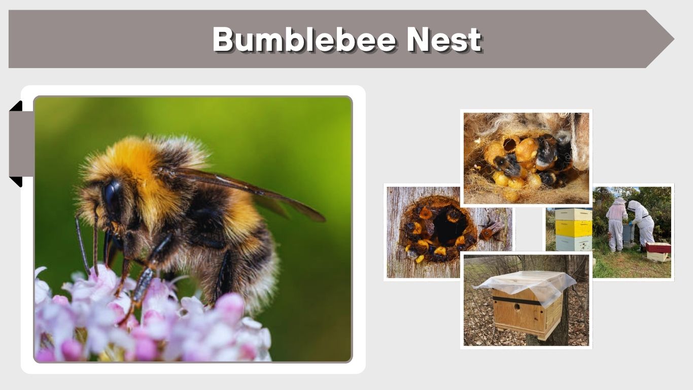 Bumblebee Nest: Identification, Locations & Removal