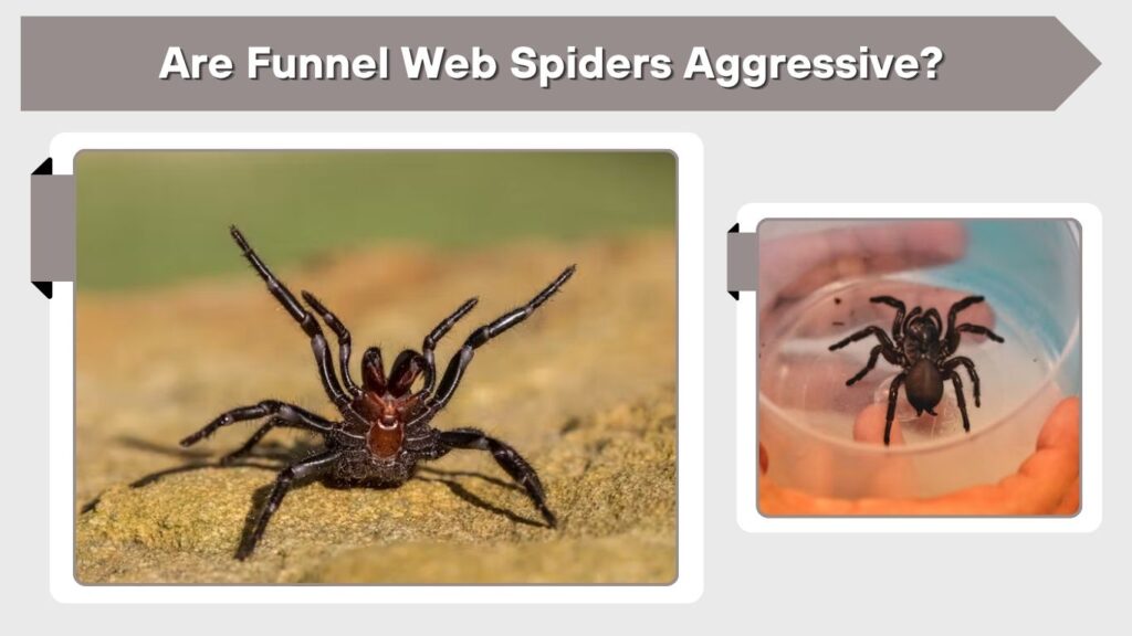 Are Funnel Web Spiders Aggressive?