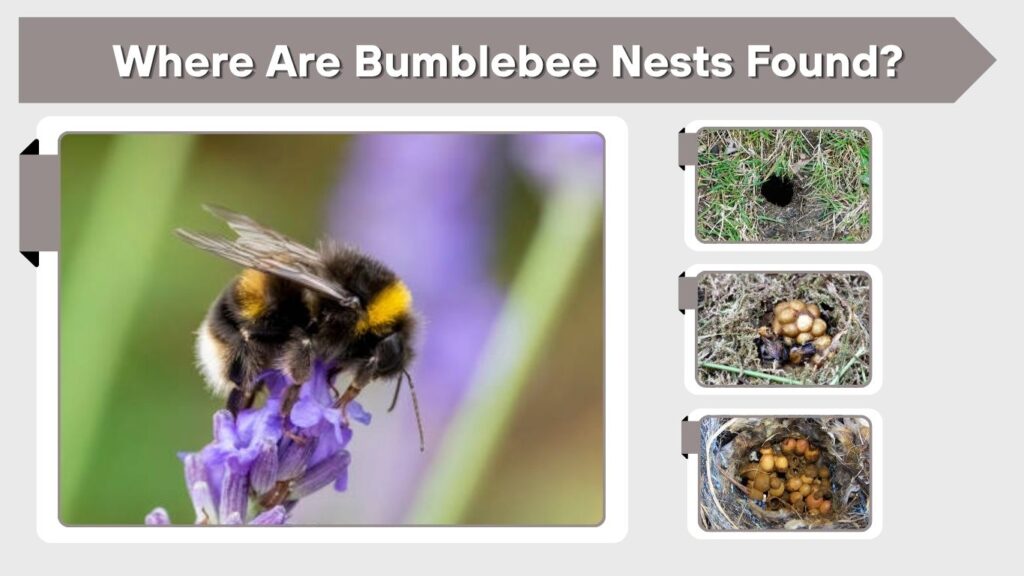 Where Are Bumblebee Nests Found?