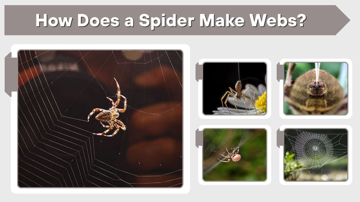 How Does a Spider Make Webs? Step-by-Step Guide