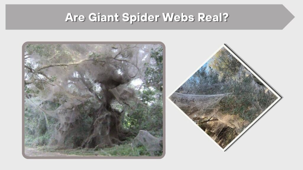 Are Giant Spider Webs Real?