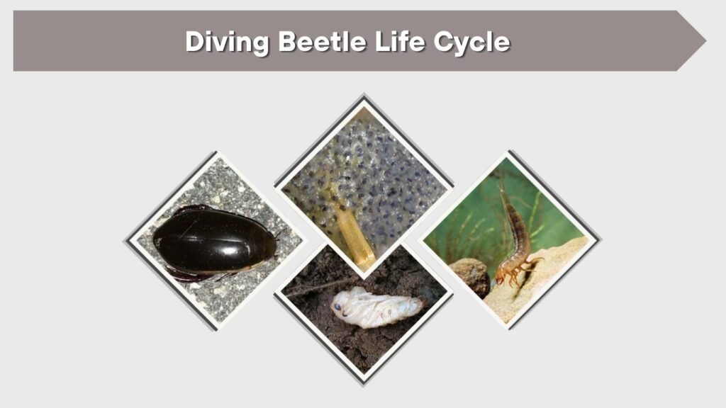 Diving Beetle Life Cycle