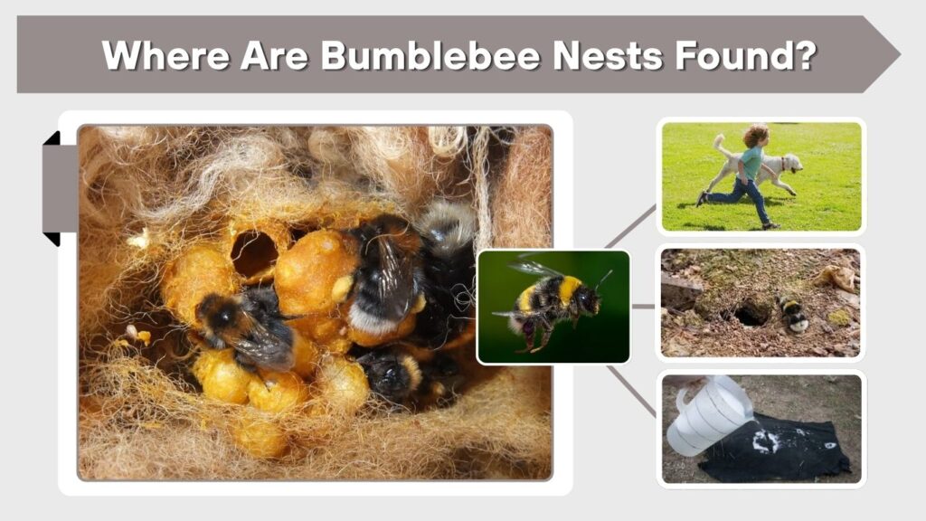 Where Are Bumblebee Nests Found?