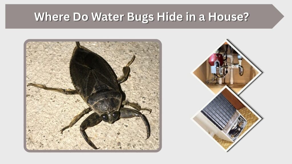 Where Do Water Bugs Hide in a House?