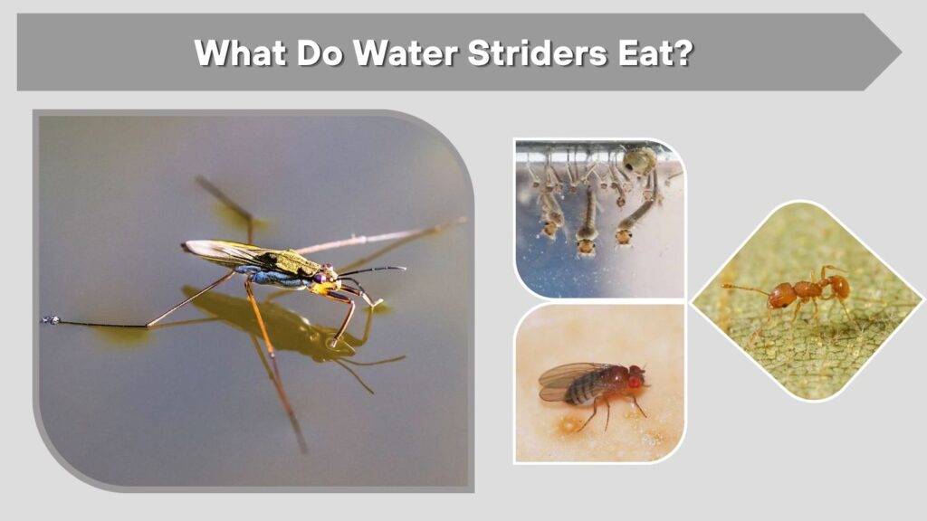 What Do Water Striders Eat?
