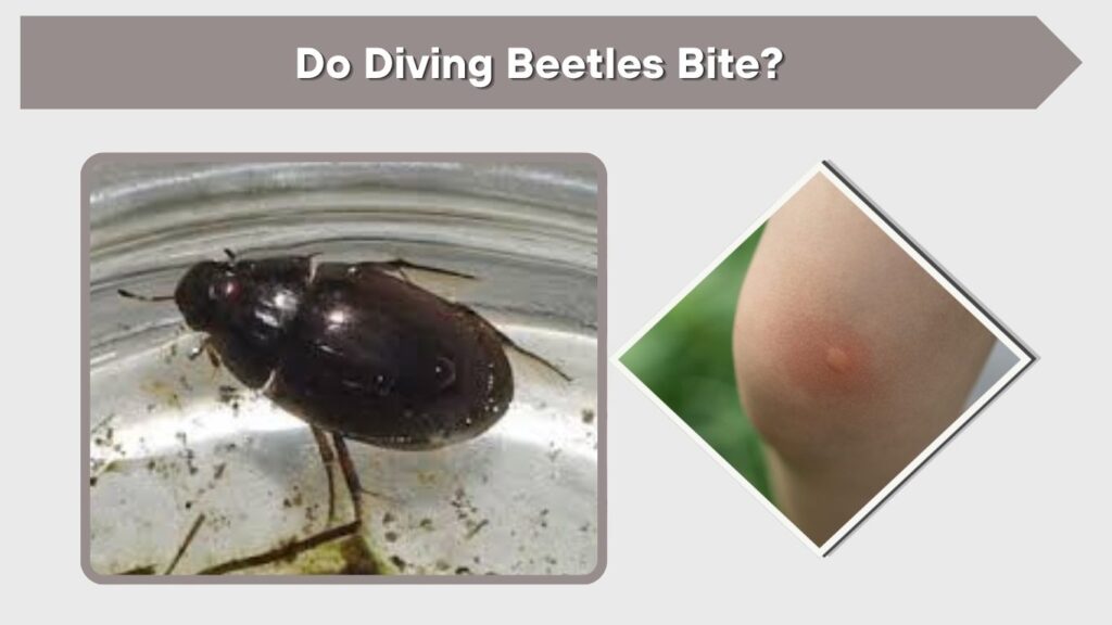 Do Diving Beetles Bite?