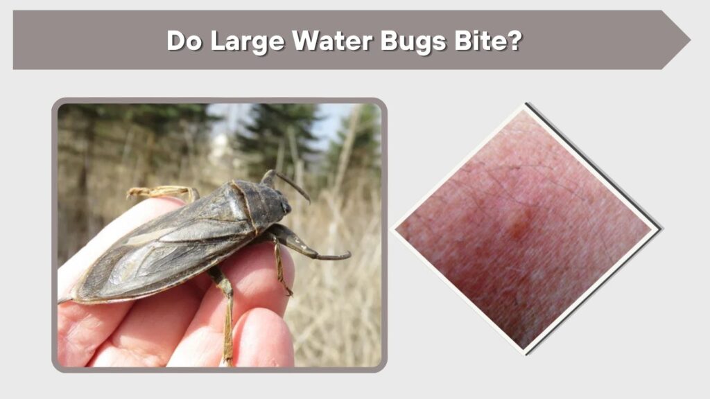 Do Large Water Bugs Bite?