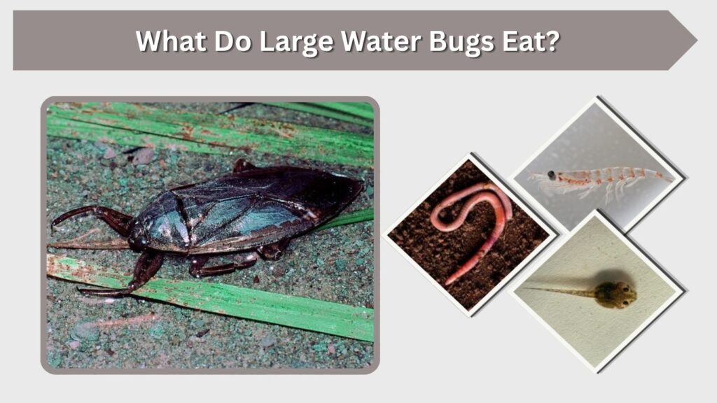 What Do Large Water Bugs Eat?