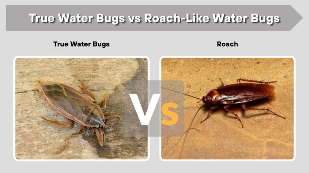 True Water Bugs vs Roach-Like Water Bugs