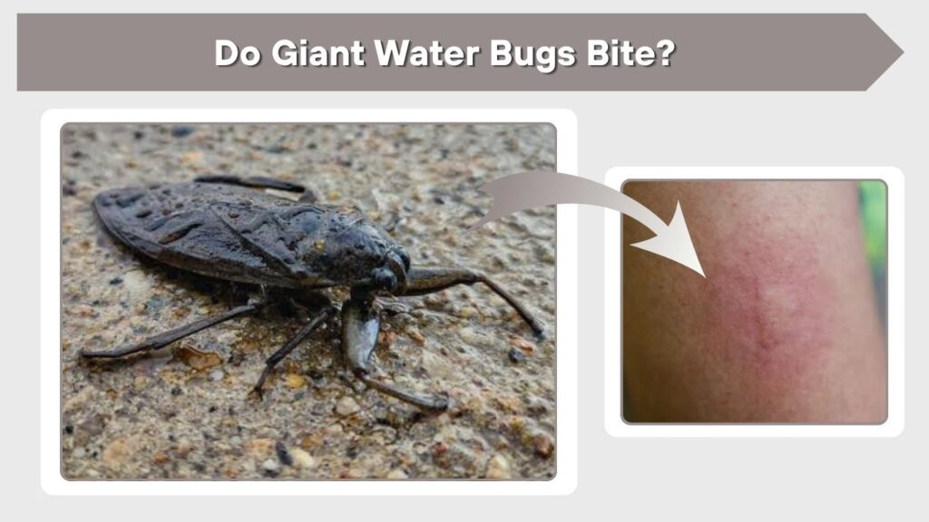 Do Giant Water Bugs Bite?