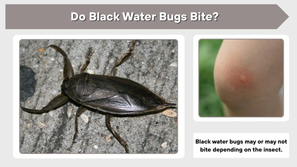 Do Black Water Bugs Bite?