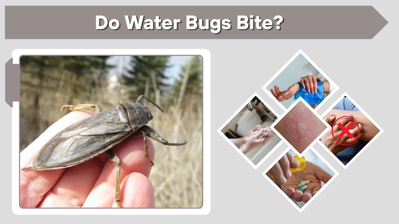 Do Water Bugs Bite? Bite Symptoms, Risks and Safety Tips