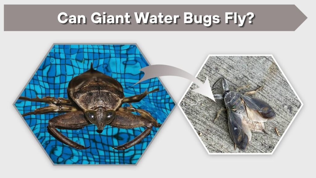 Can Giant Water Bugs Fly?