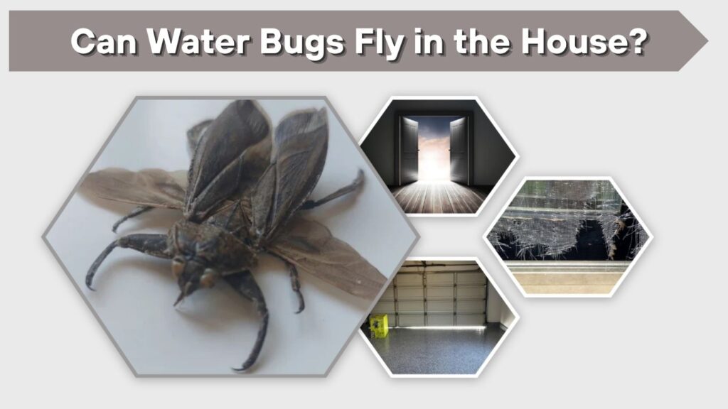 Can Water Bugs Fly in the House?
