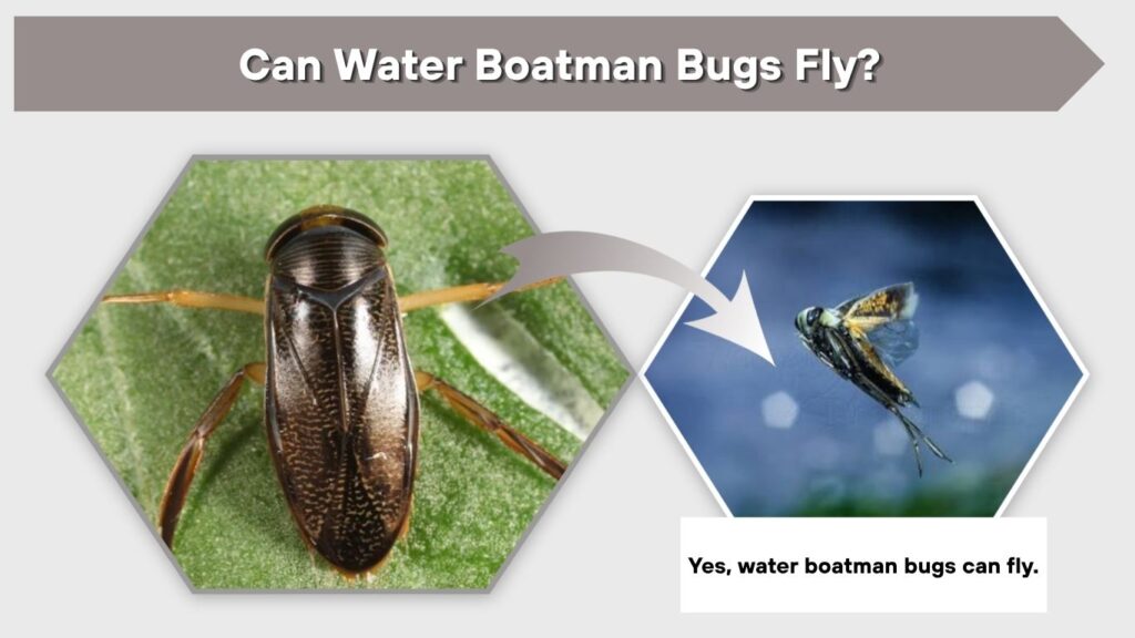Can Water Boatman Bugs Fly?