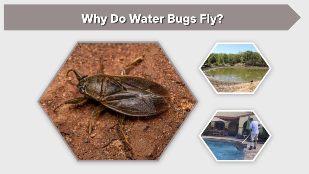 Why Do Water Bugs Fly?
