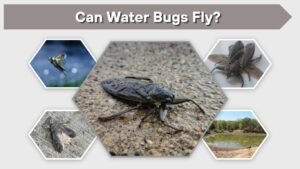 Weather Fly Bug Can Water Bugs Fly? Facts About Flying Water Bugs