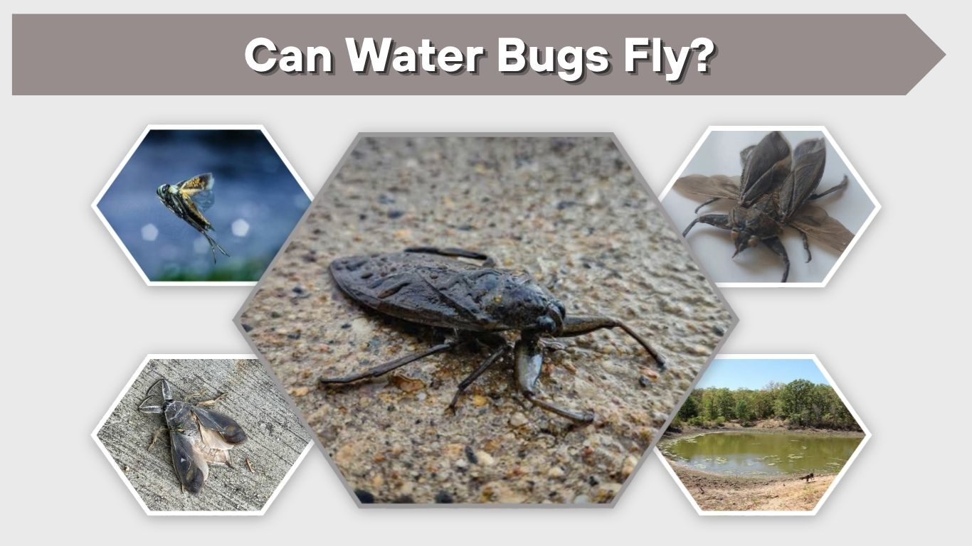 Can Water Bugs Fly? Facts About Flying Water Bugs