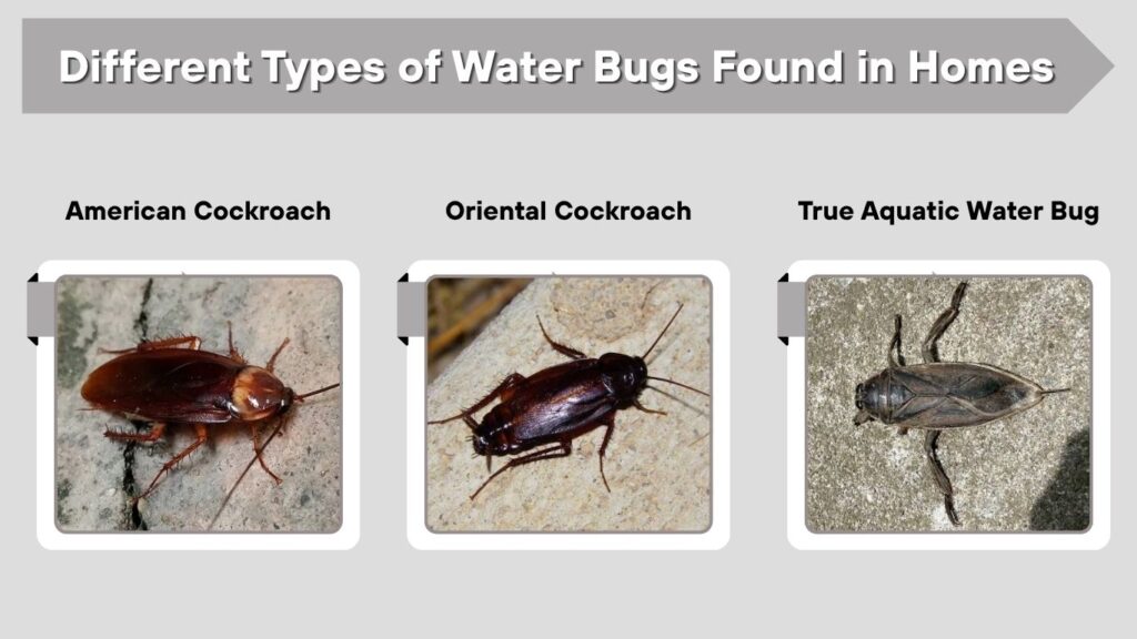 Different Types of Water Bugs Found in Homes
