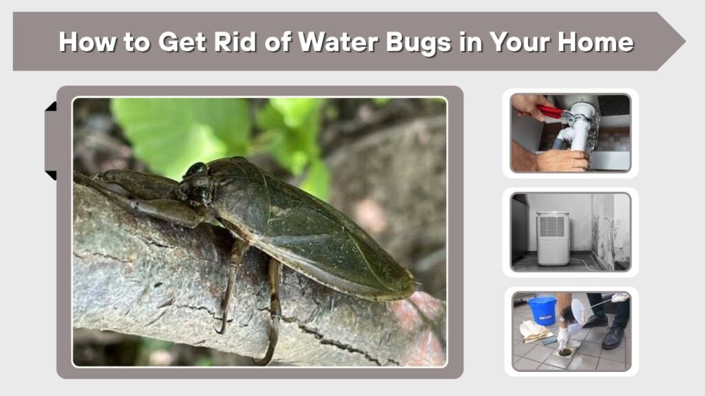 How to Get Rid of Water Bugs in Your Home