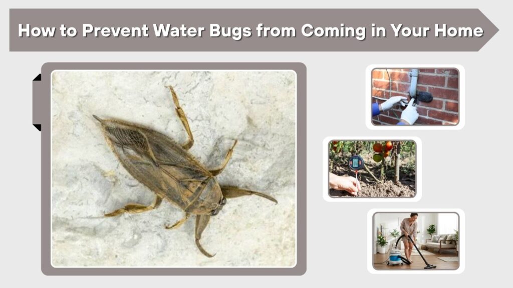 How to Prevent Water Bugs from Coming in Your Home