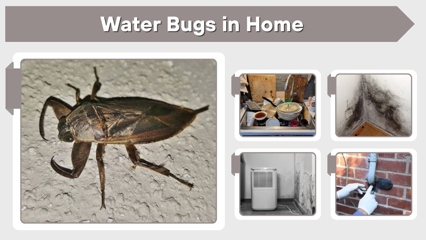 Water Bugs in Home: Causes, Hiding Spots and Removal