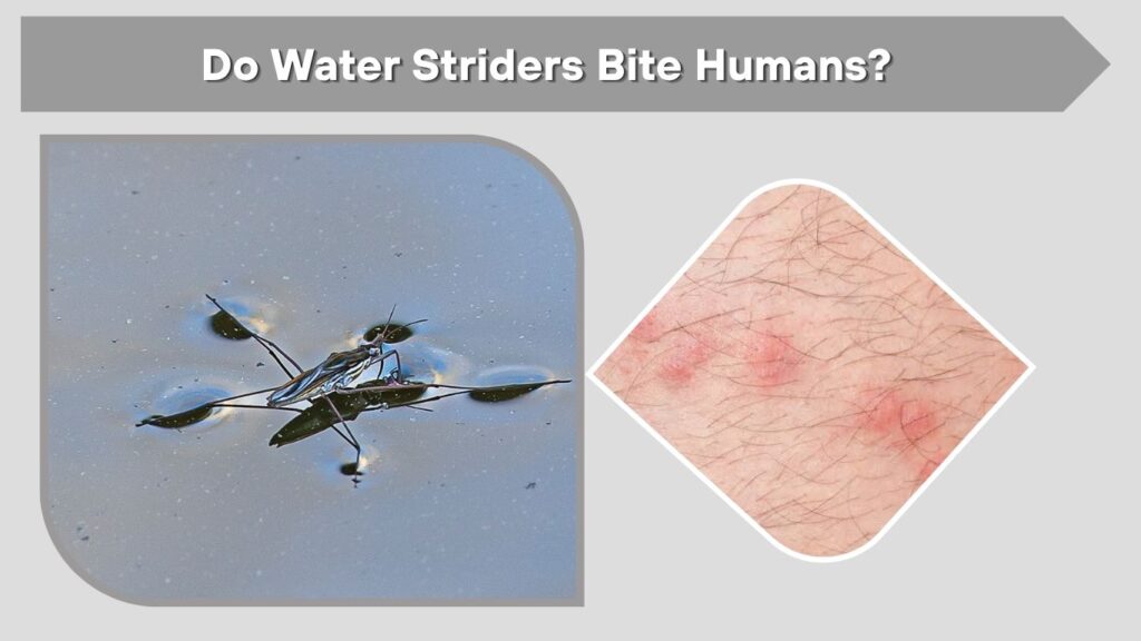 Do Water Striders Bite Humans?
