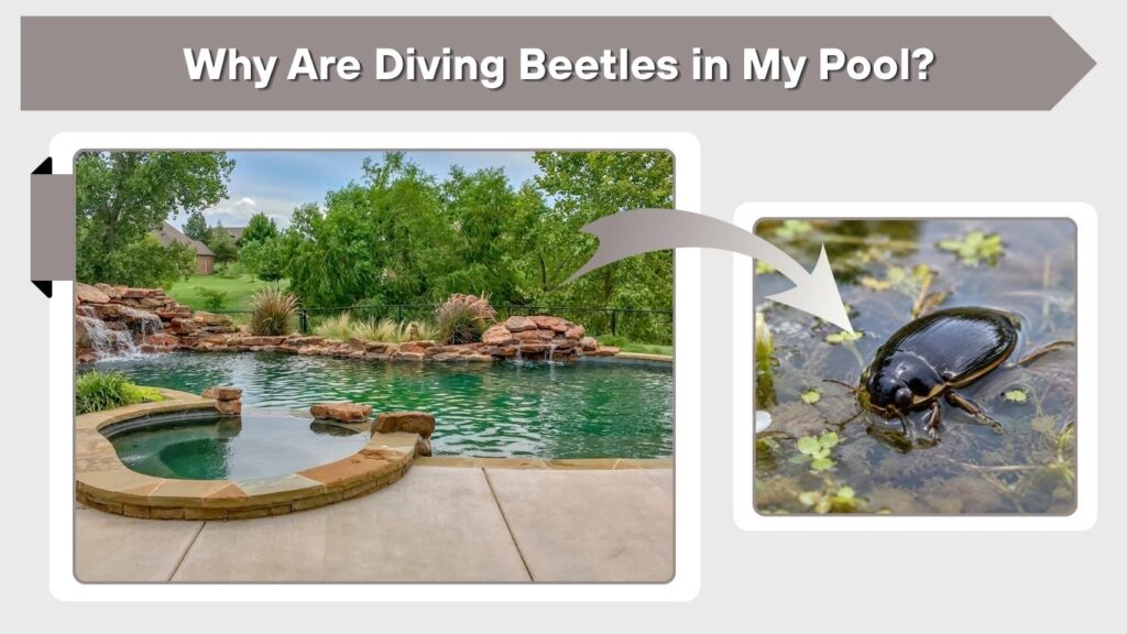 Why Are Diving Beetles in My Pool?