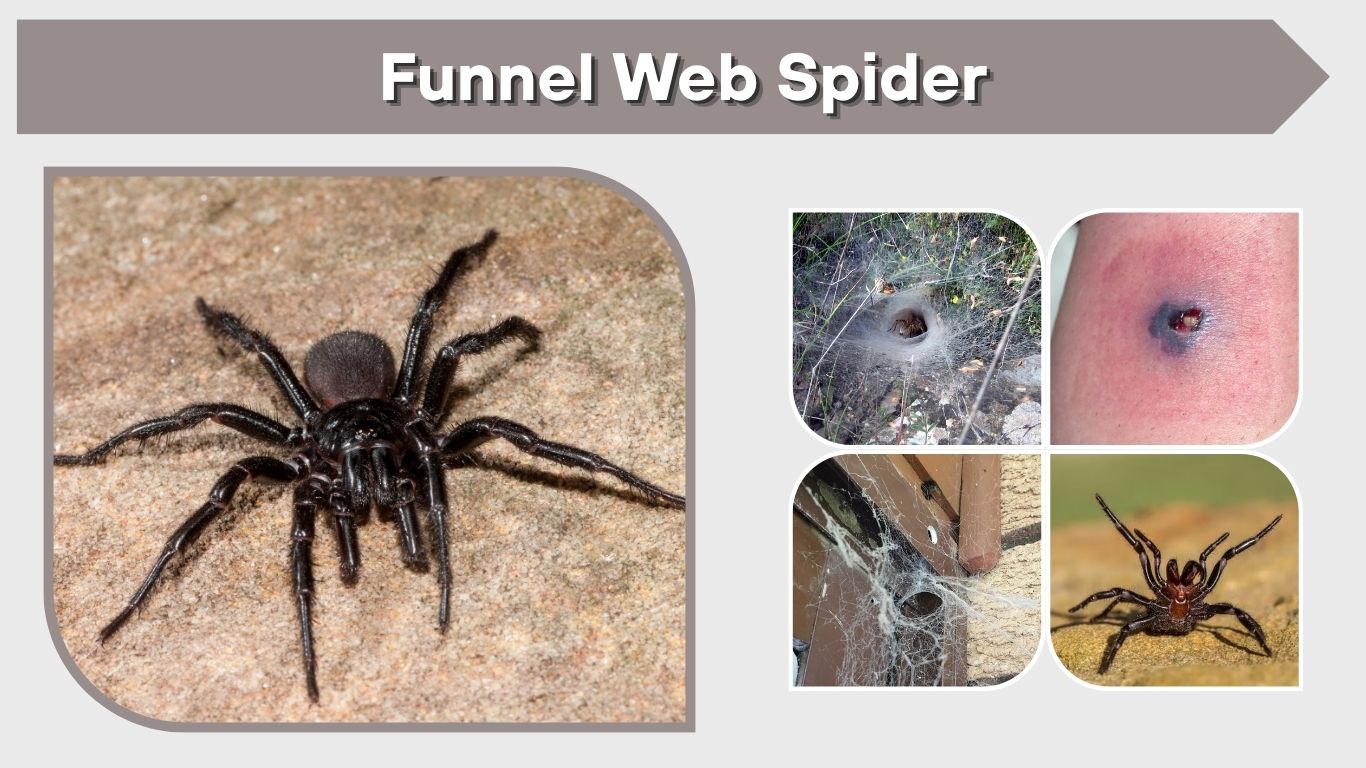 Funnel Web Spider: Habitat, Bite, Web, Size and Facts