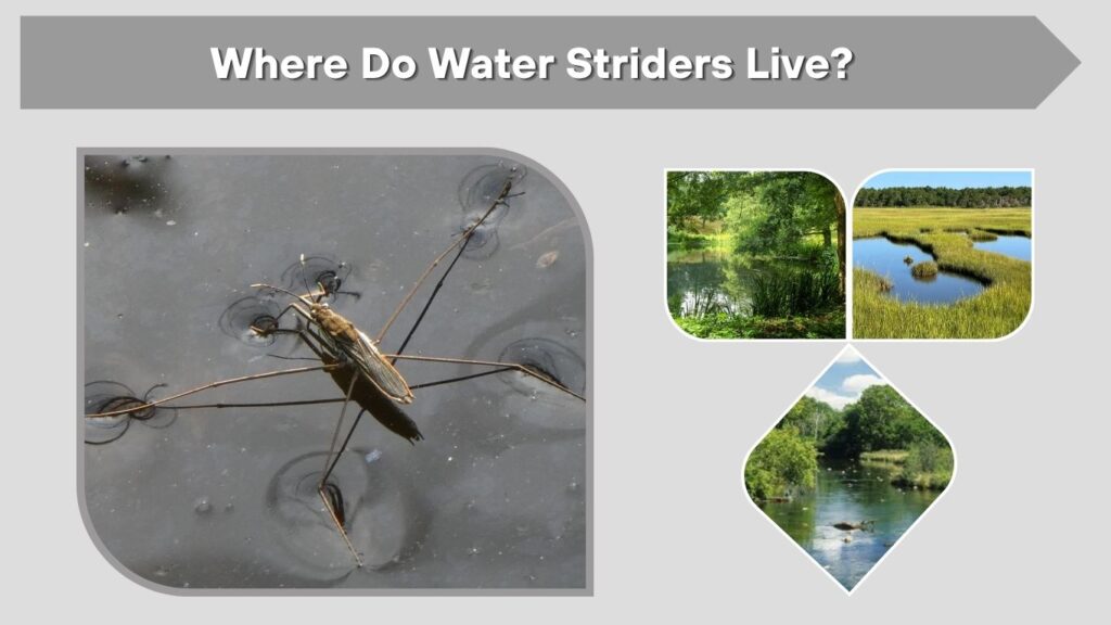 Where Do Water Striders Live?