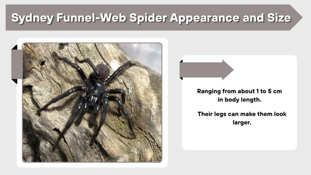 Sydney Funnel-Web Spider Appearance and Size