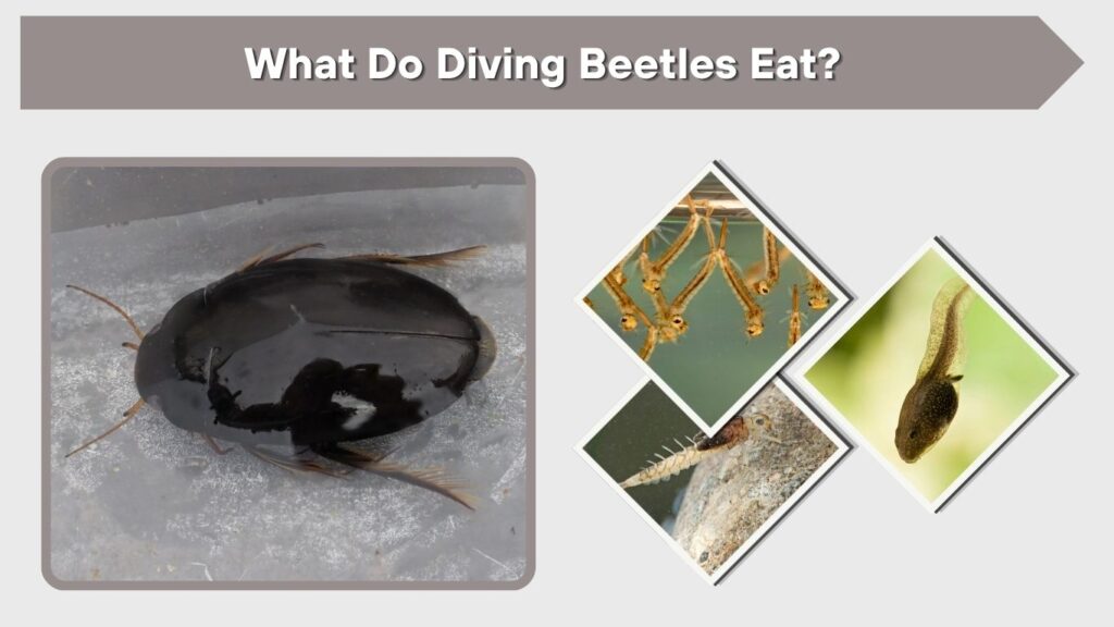 What Do Diving Beetles Eat?