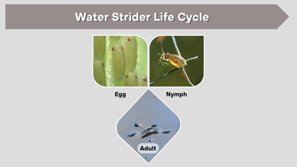 Water Strider Life Cycle
