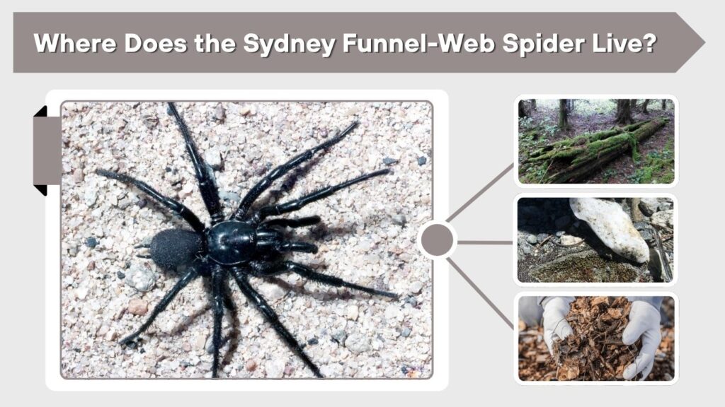 Where Does the Sydney Funnel-Web Spider Live?