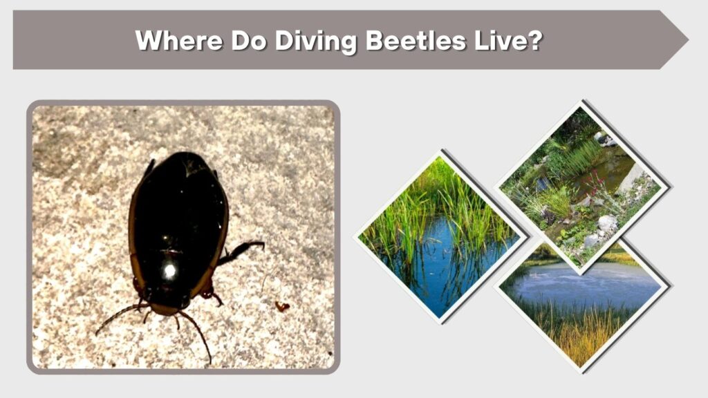 Where Do Diving Beetles Live?