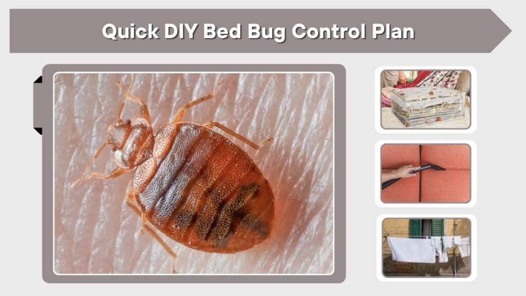 Quick DIY Bed Bug Control Plan