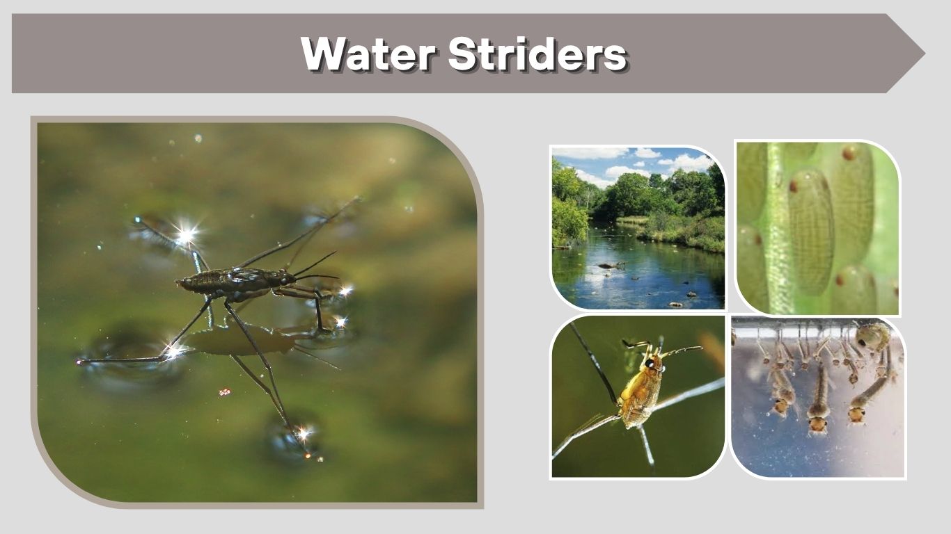 Water Striders: How They Walk on Water and What They Eat